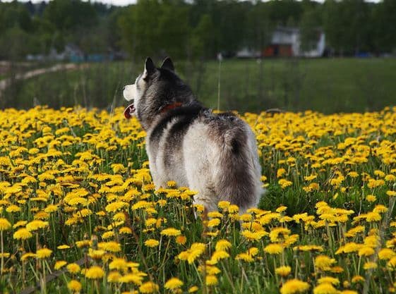 Горилка