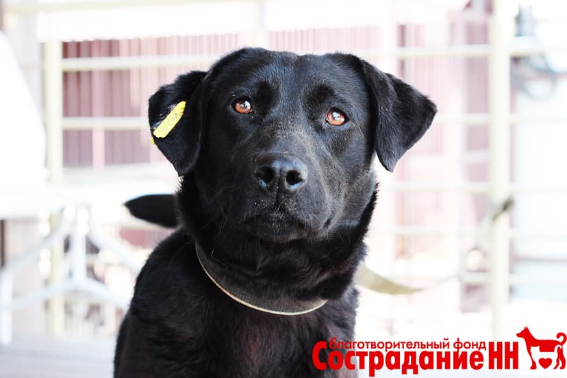 Кенгу