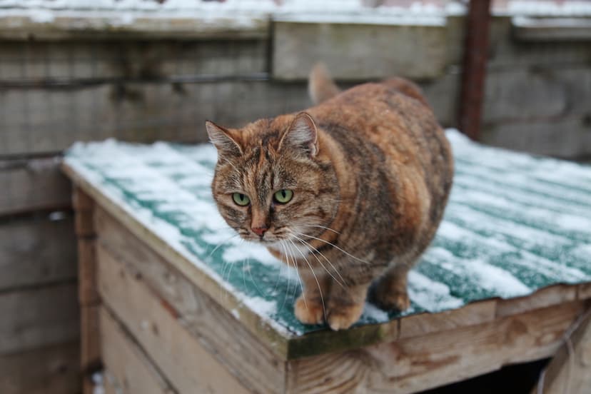 Юла