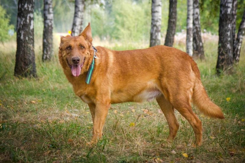 Рыж