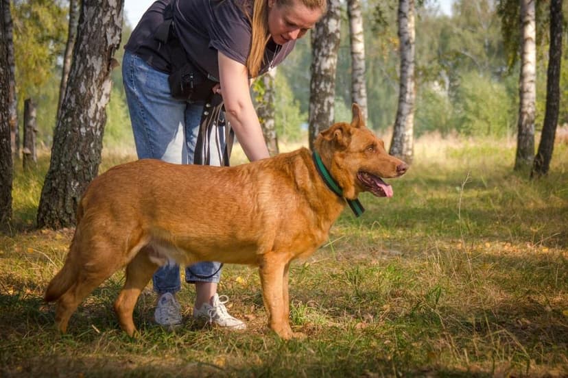 Рыж