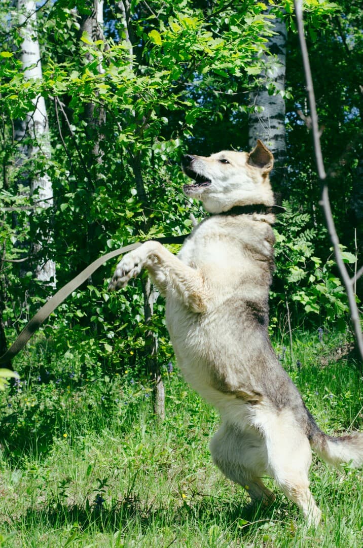 Ляля