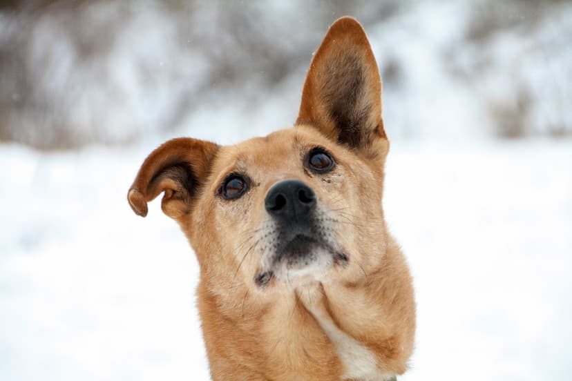 Лелик