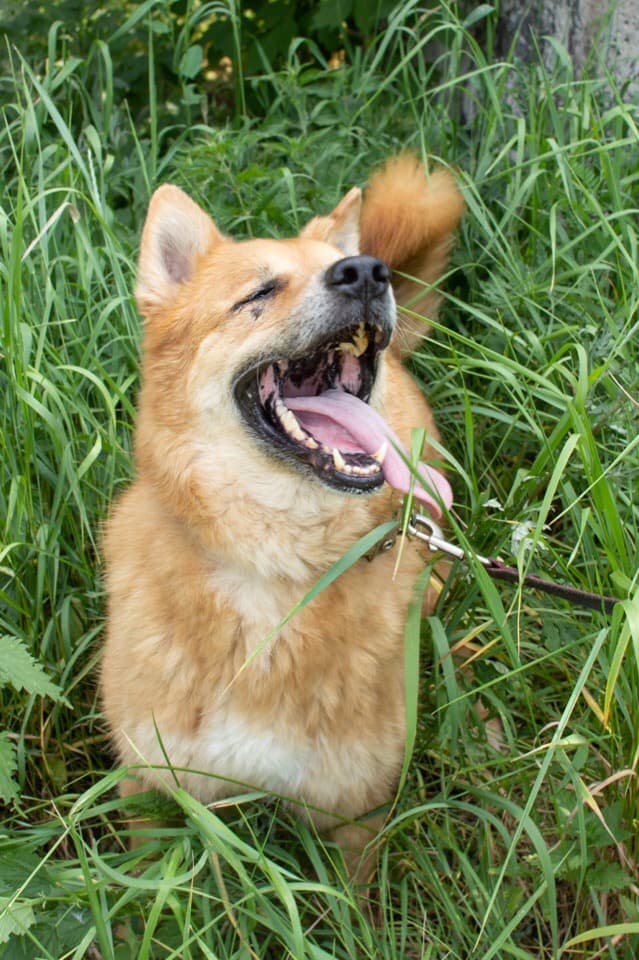 Фил