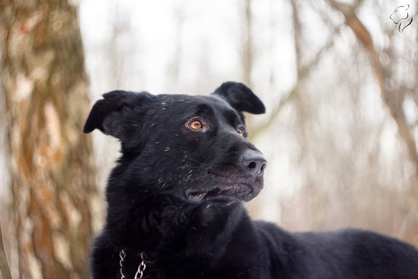 Челленджер