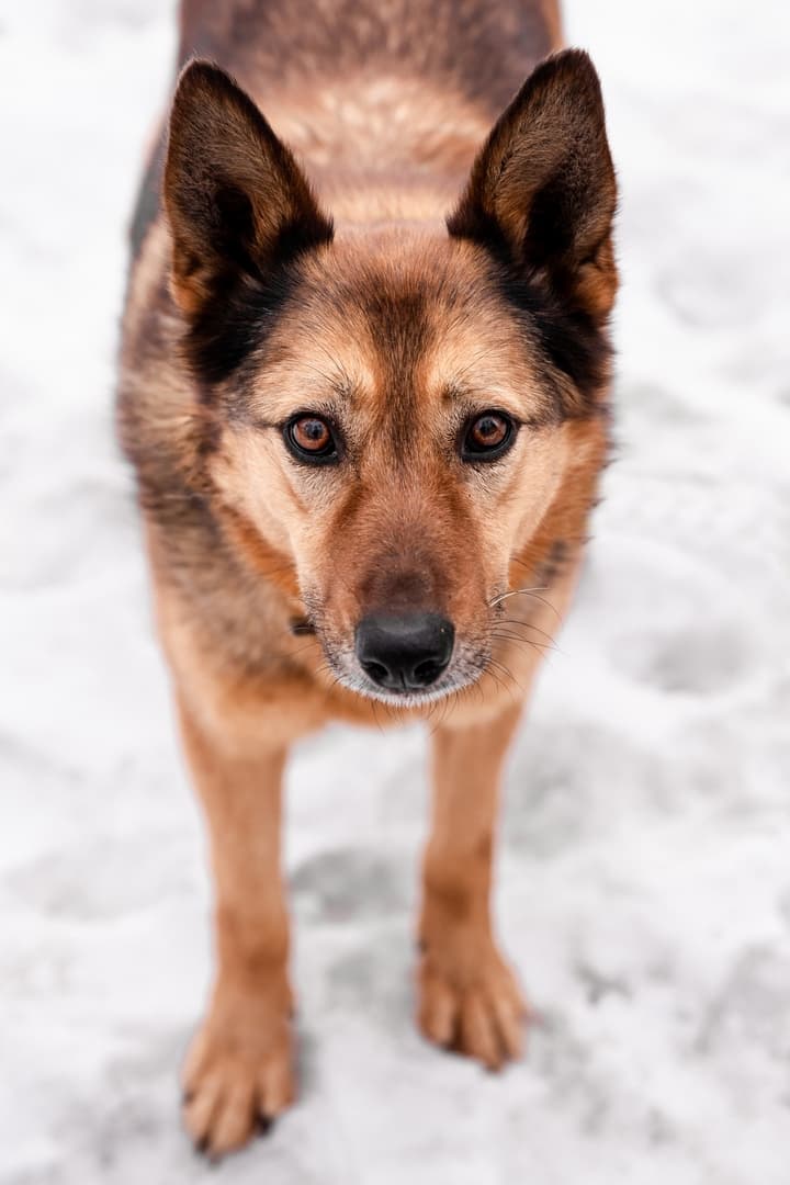 Рада