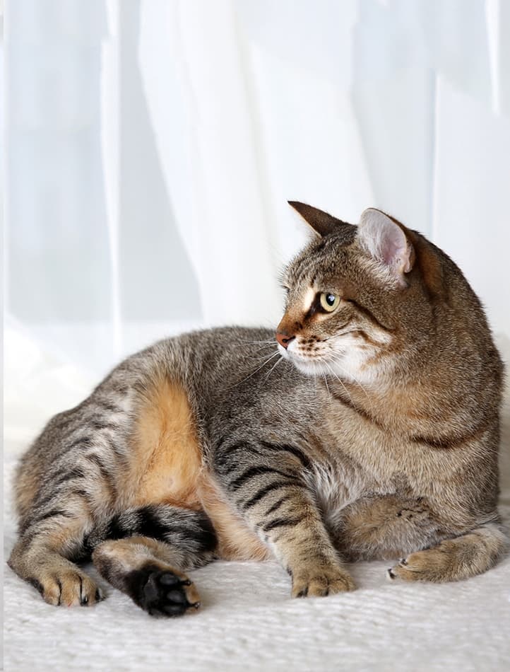 КЛЕОПАТРА