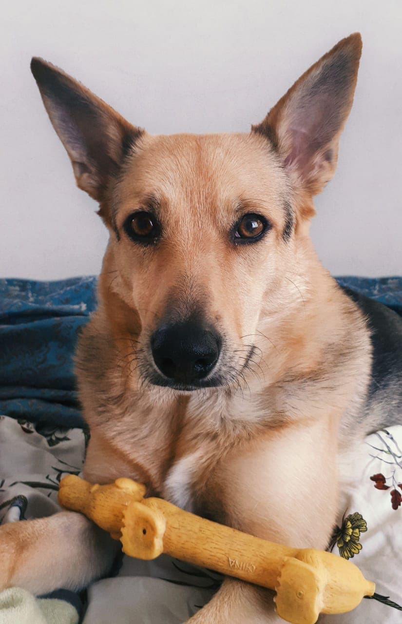 ЛОТТА