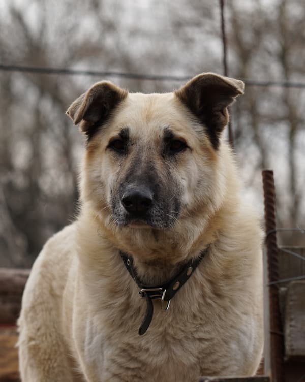 Плюшкин