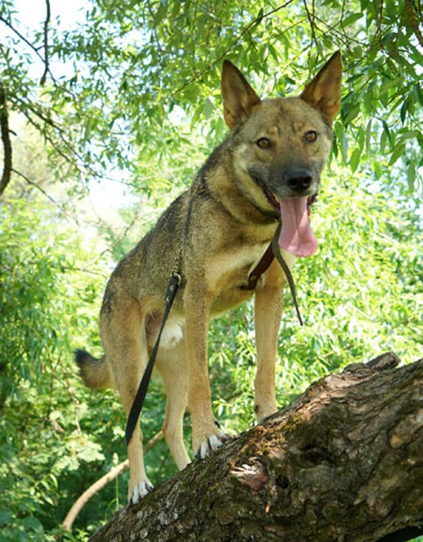 Коржик