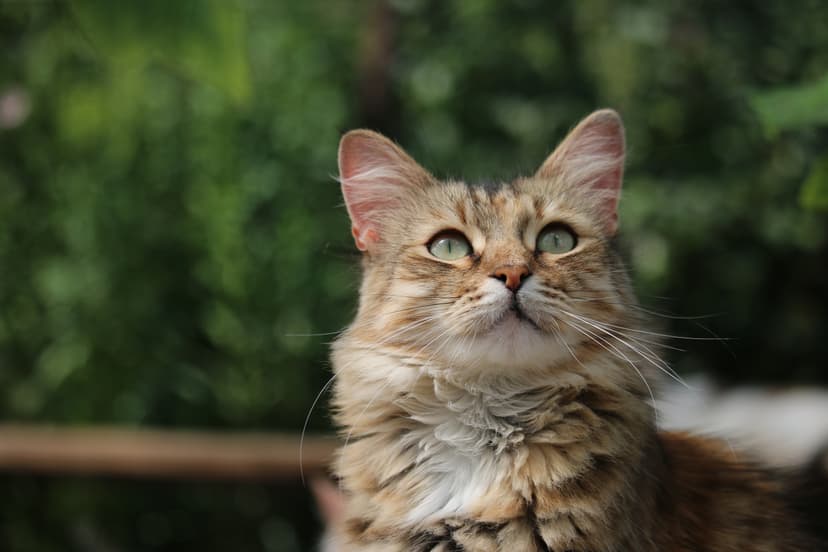 Лиза