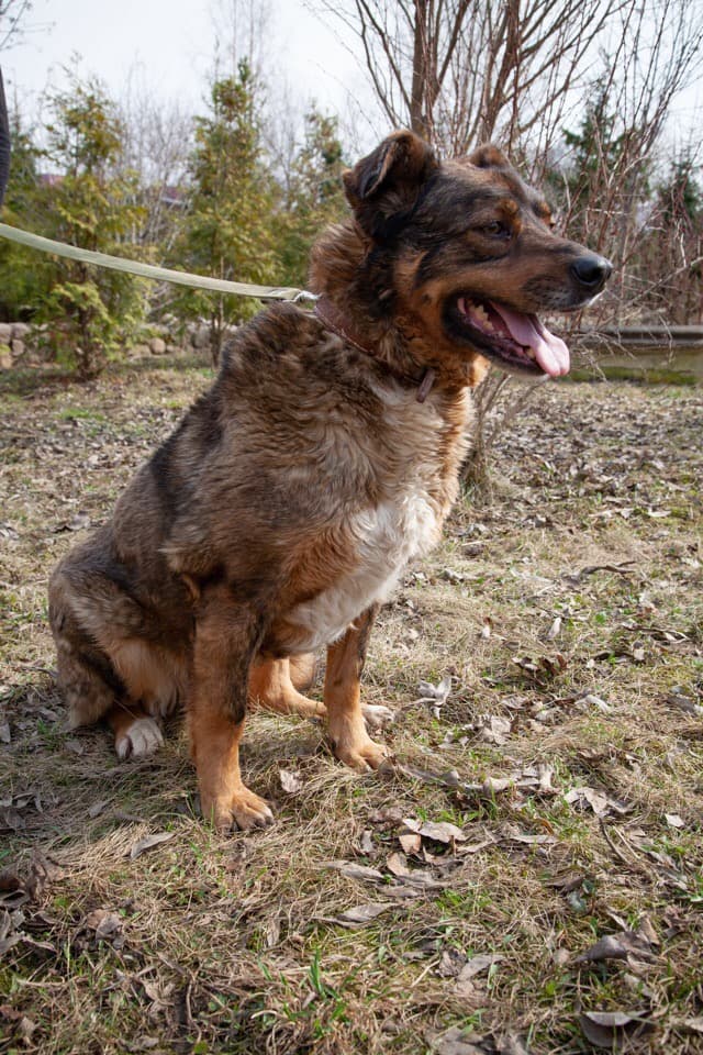 Дик