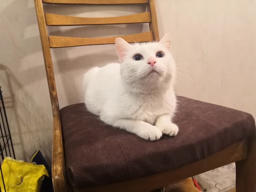 Кайли