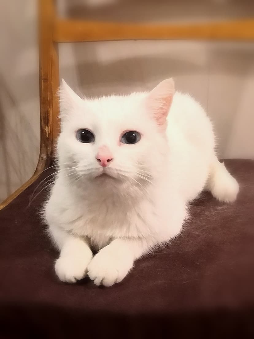 Кайли