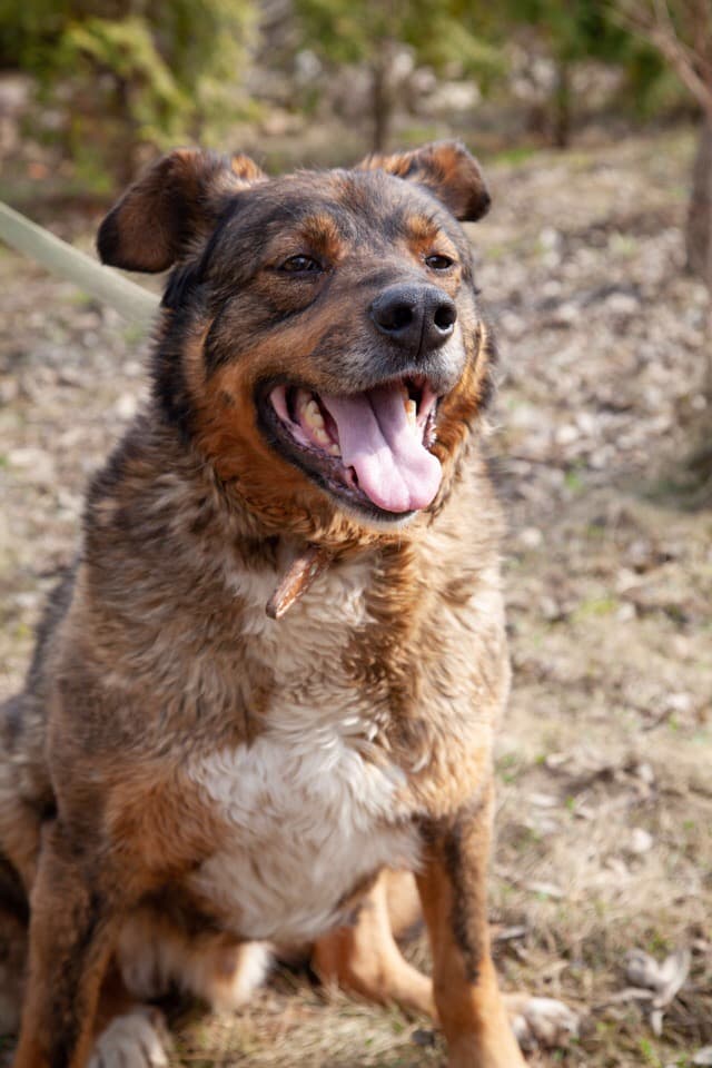Дик