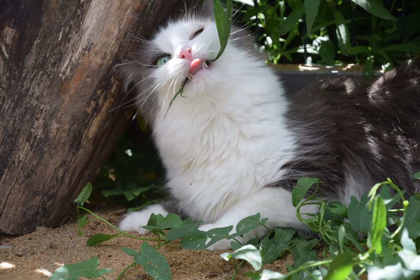 Доминик