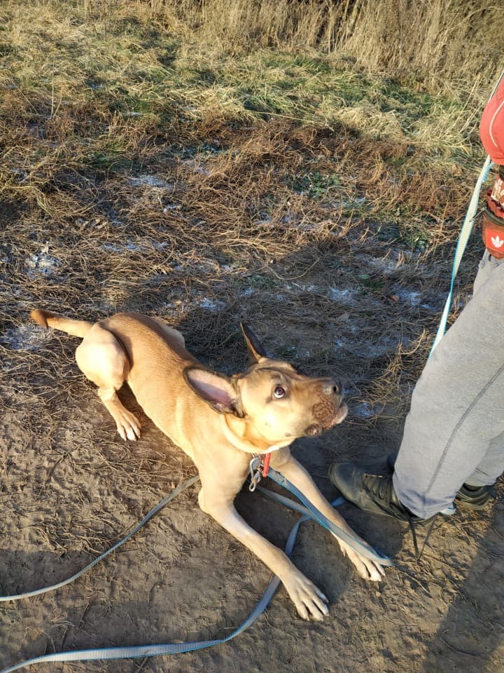 Брон