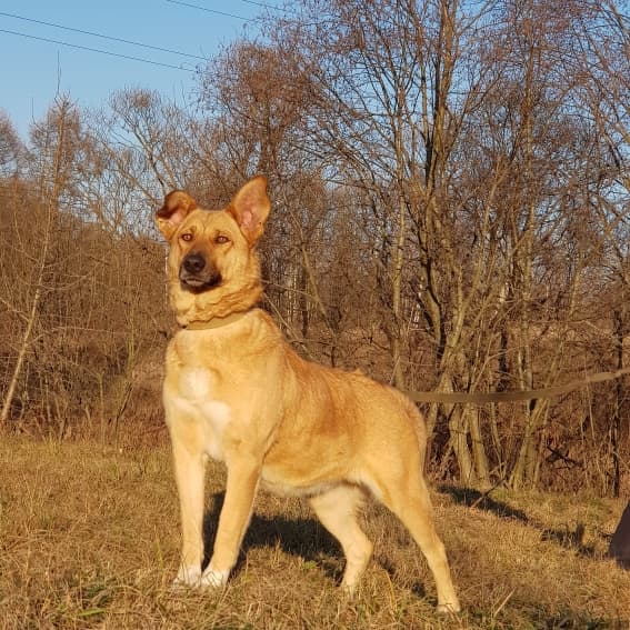Лиса