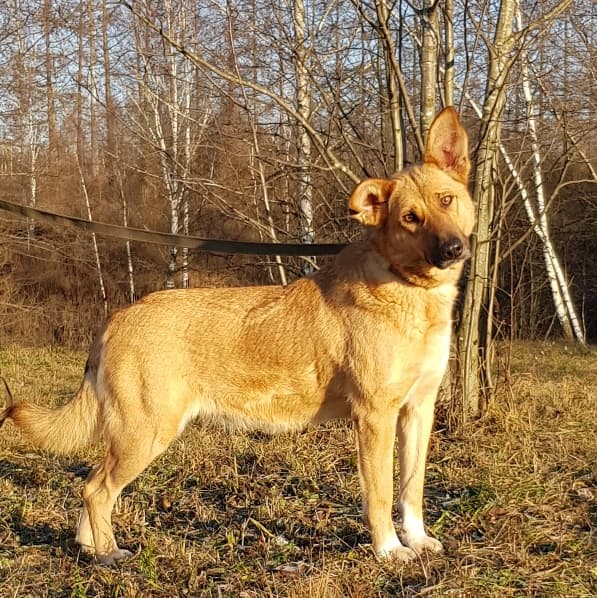 Лиса