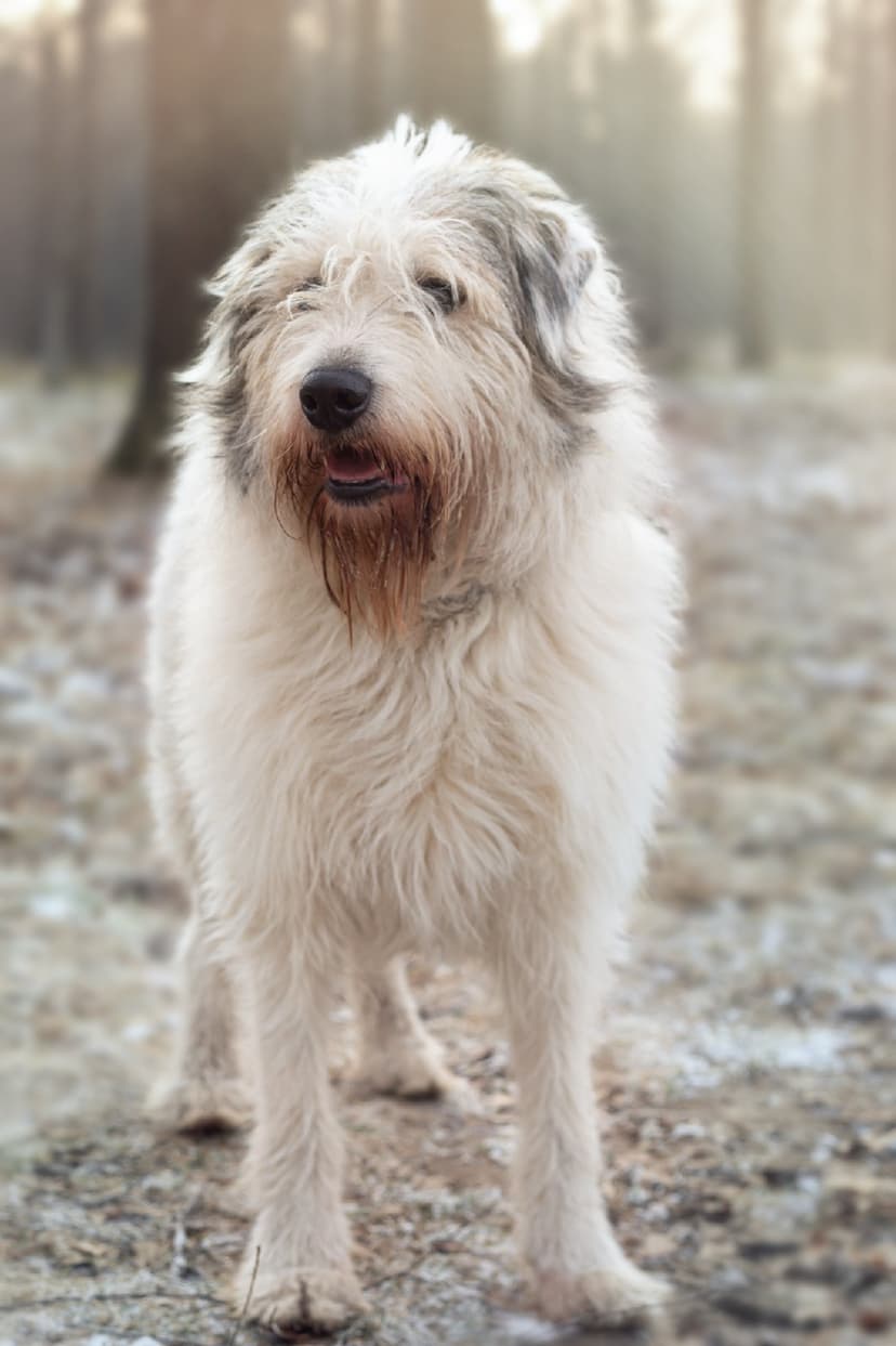 Грей
