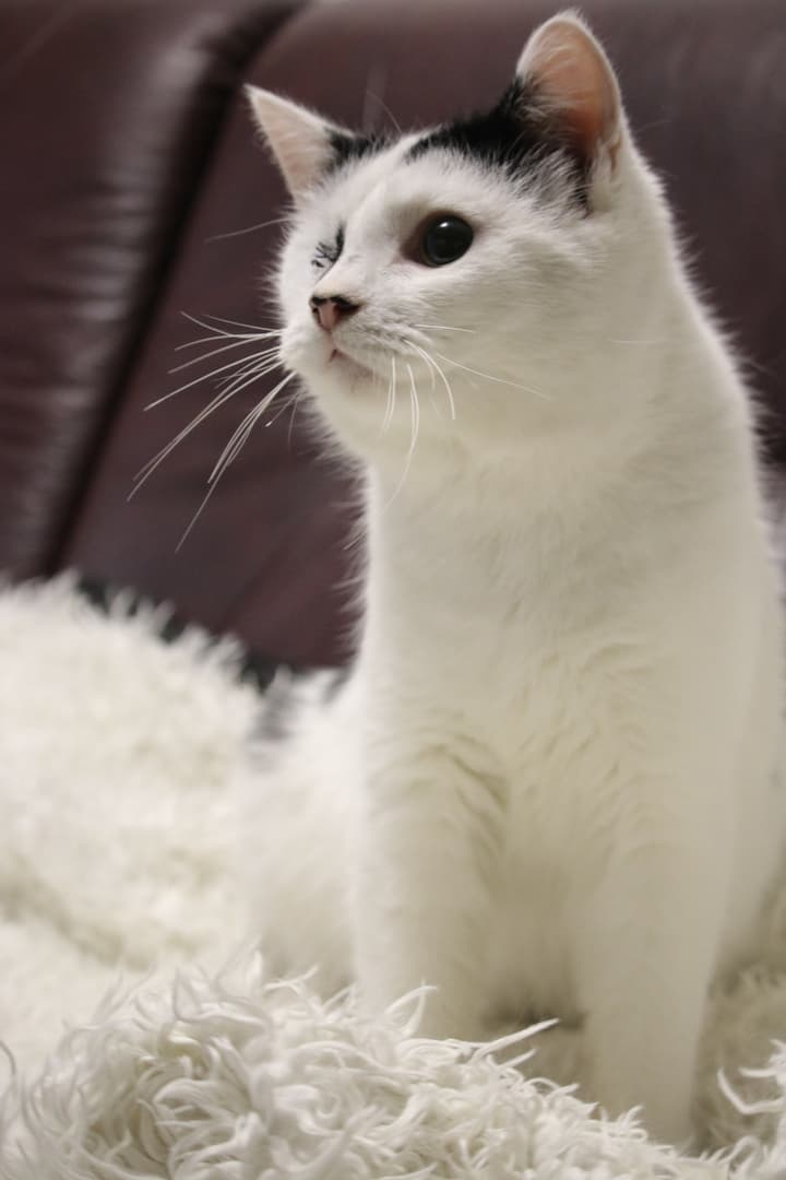 Корсар