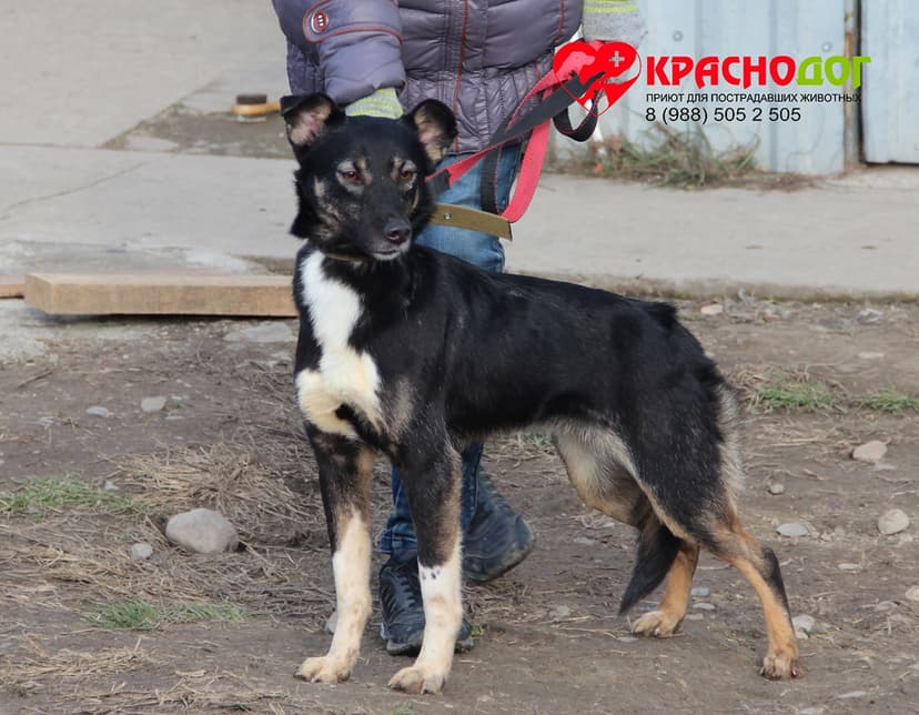Соломония