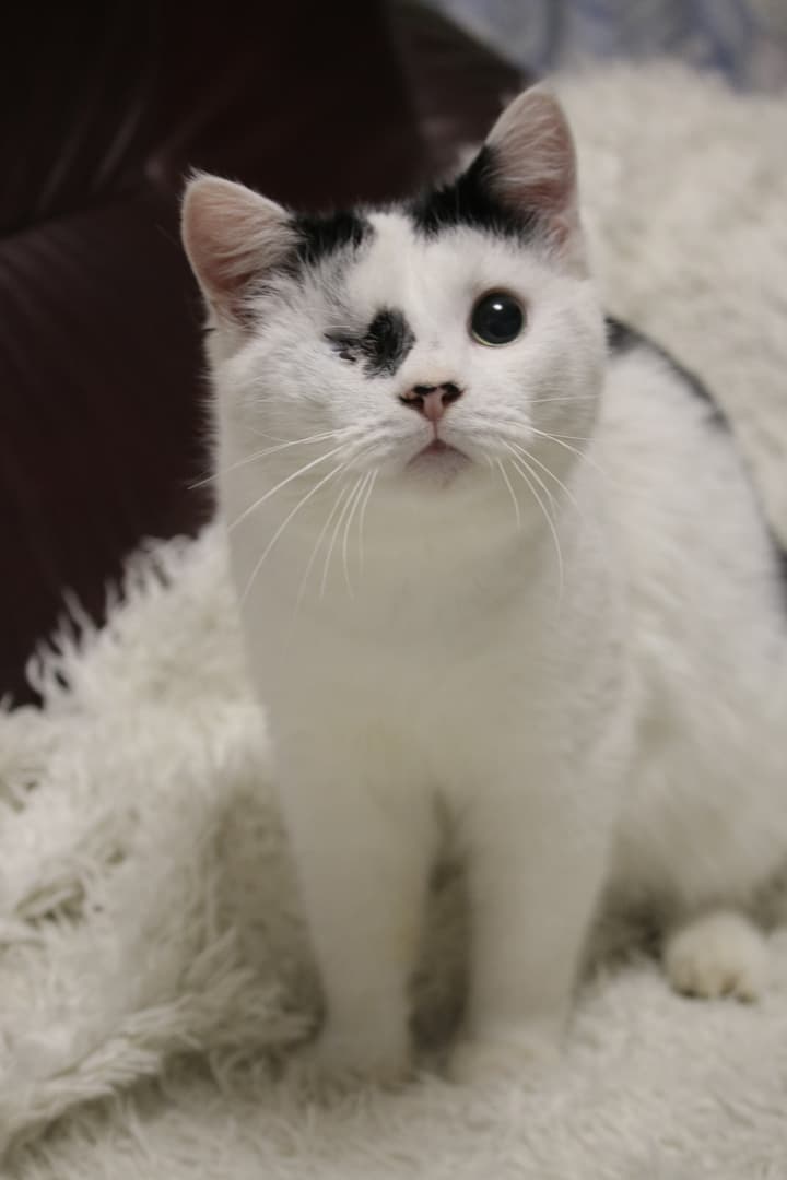 Корсар