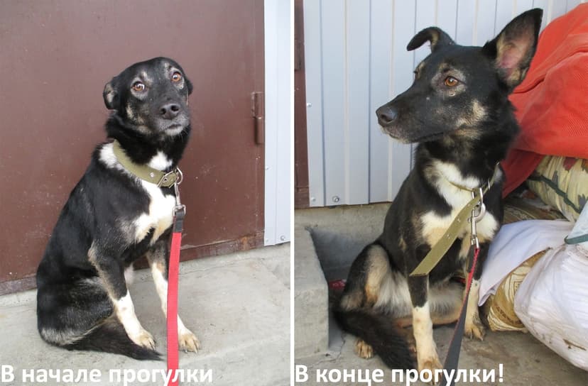 Соломония