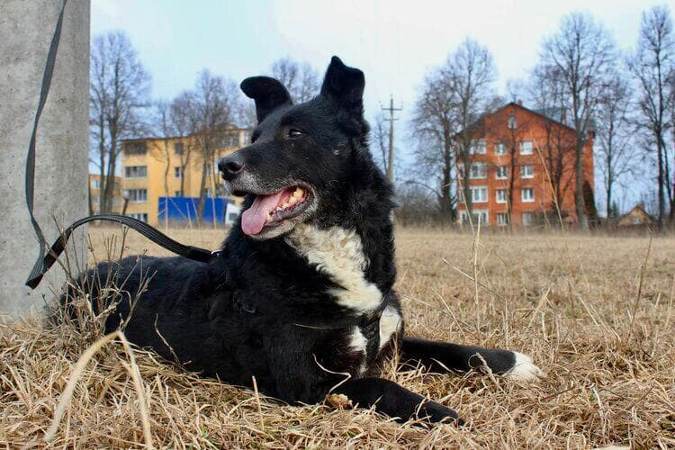 Даша