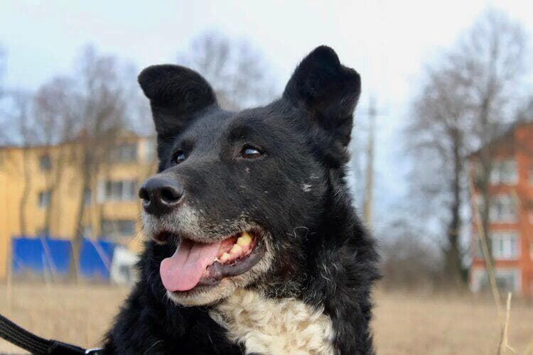 Даша