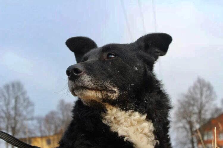 Даша