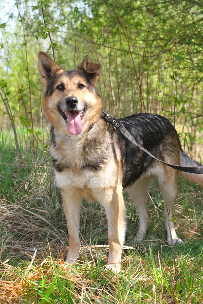 Алиса