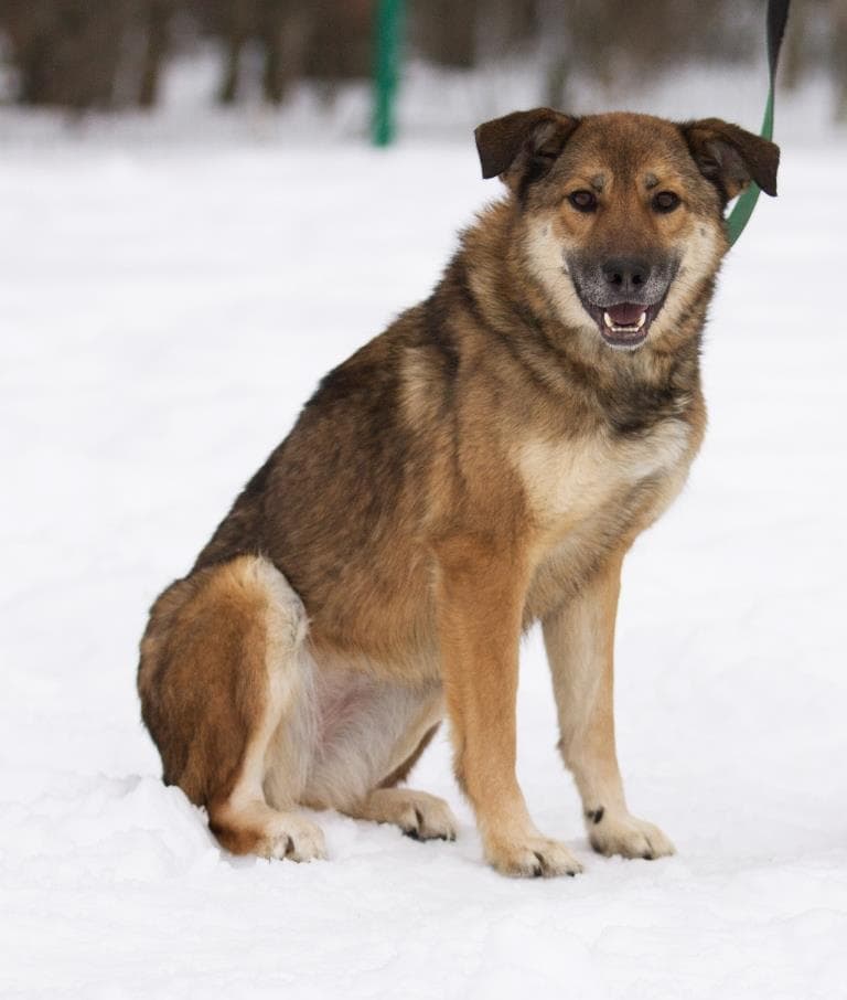 Рада