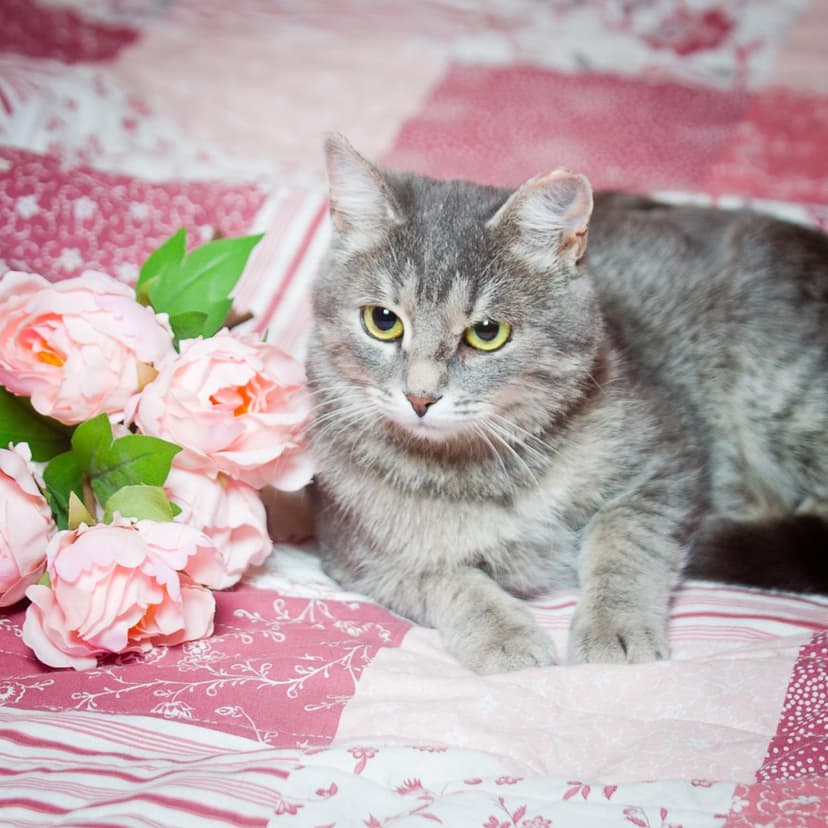 Милана