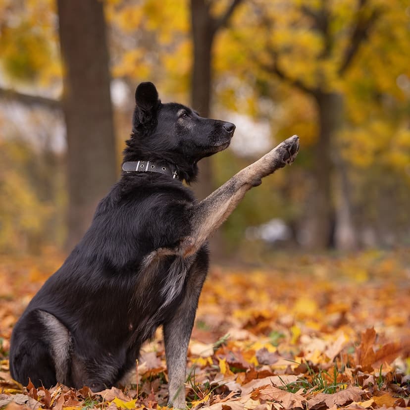 Лима