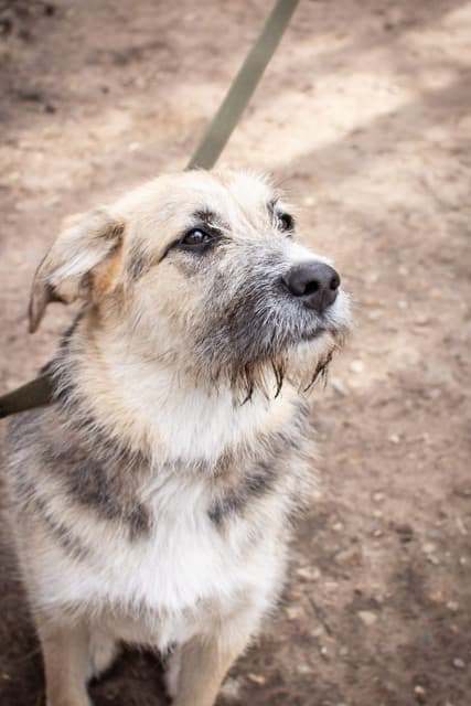 Клёпа