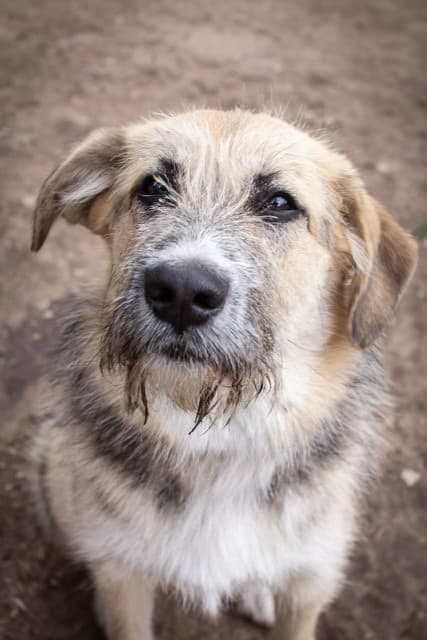Клёпа