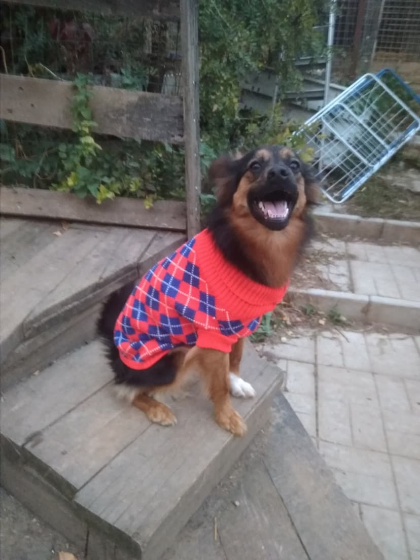 Козетта( Коза)