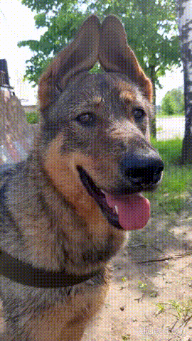 Лавр