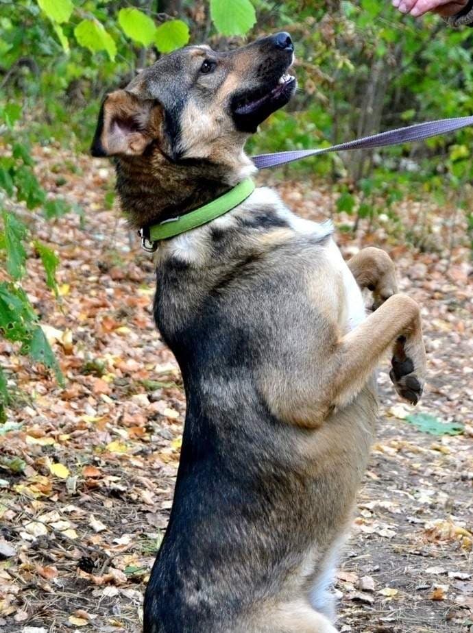 Боб