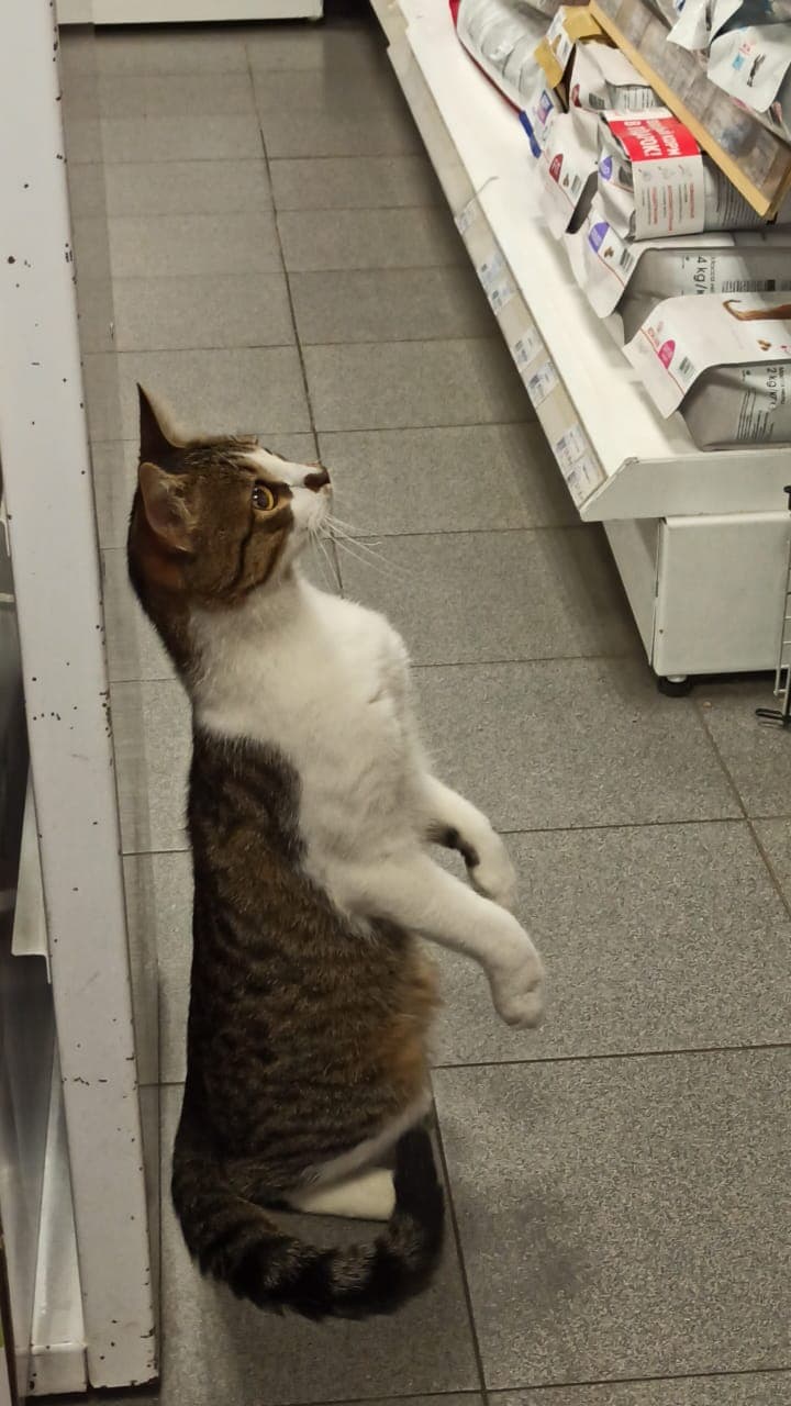 Ким