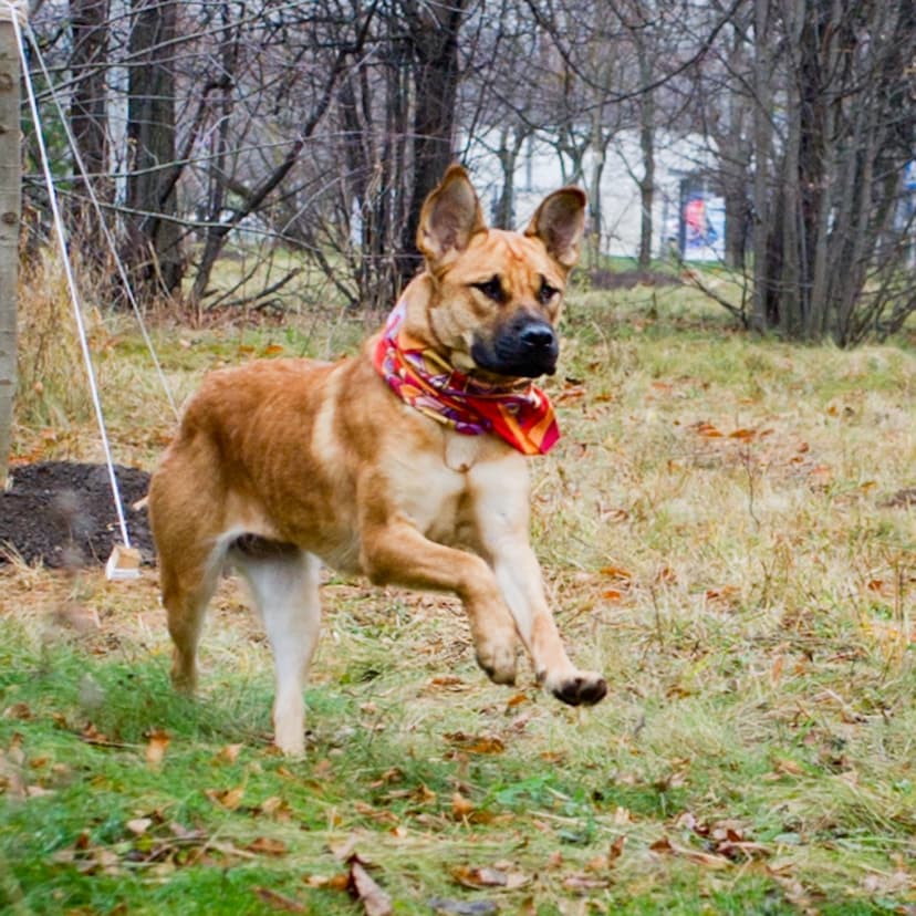 Нюша