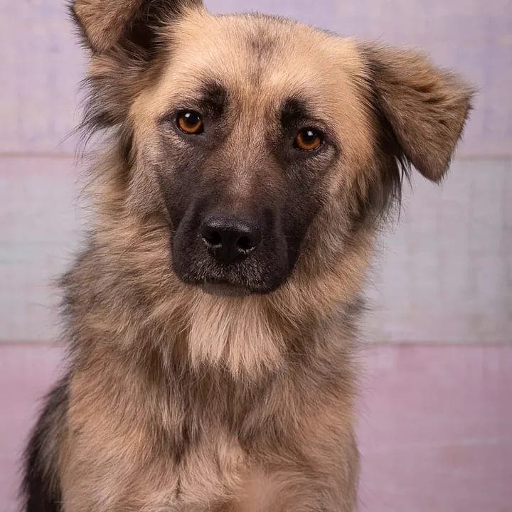 Лора