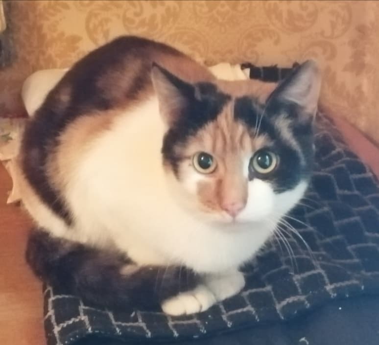 Норка