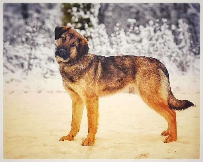 Ричик