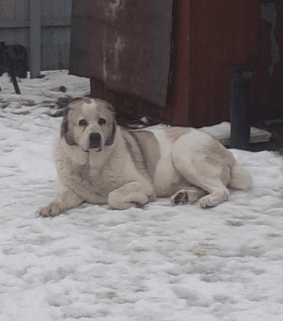 Джульетта