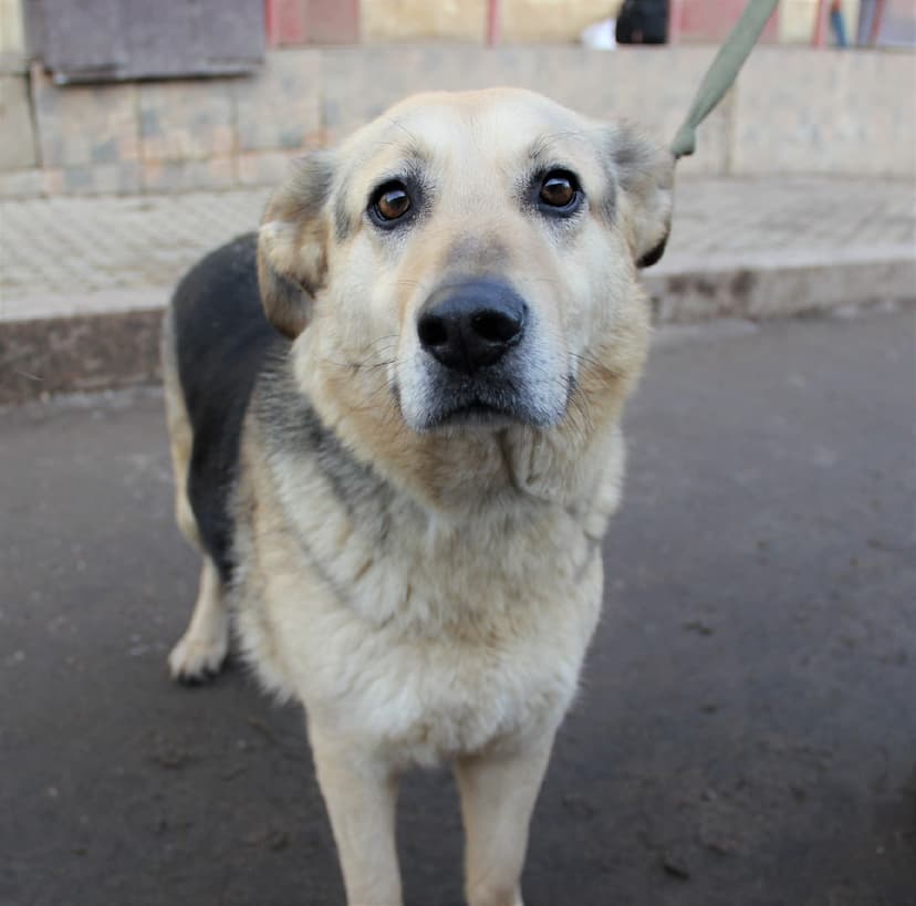 Марго (МСК)