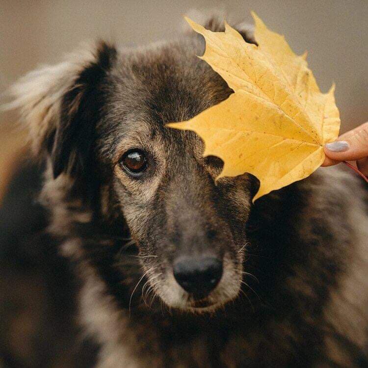 Лана