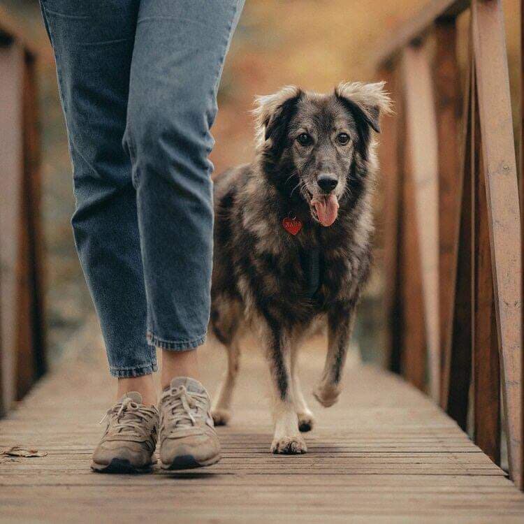 Лана