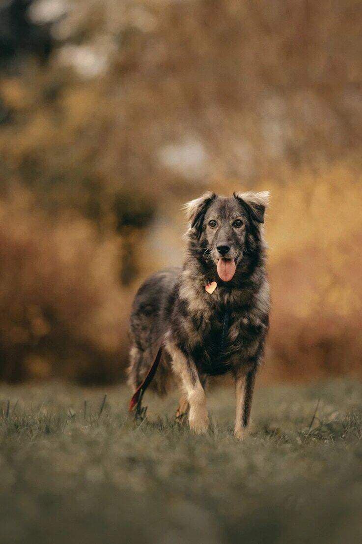 Лана